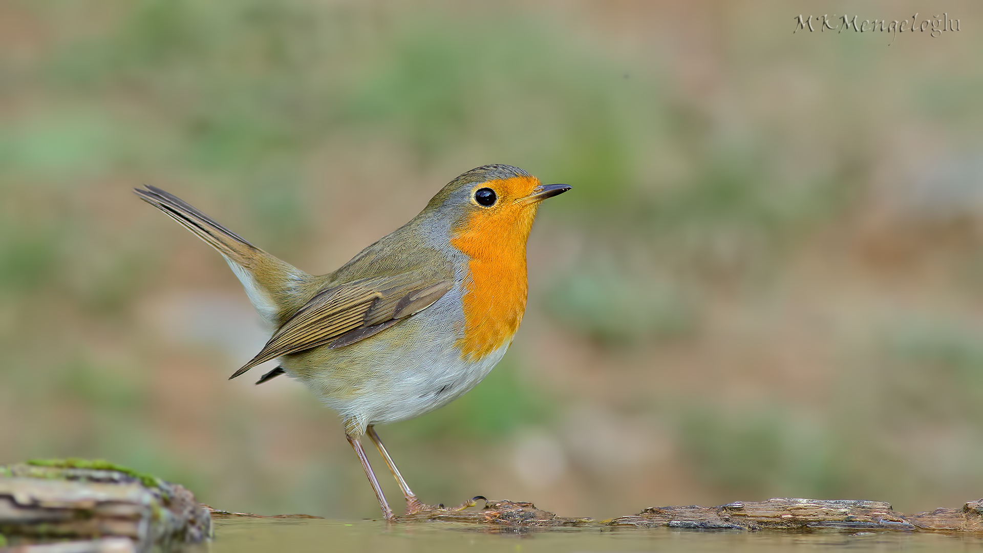 European Robin
